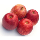 Ябълка (Malus) Sterappel – едри, ароматни плодове, 3-годишно дърво на плод