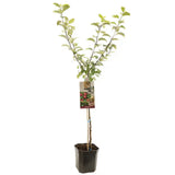 Ябълка (Malus) Sterappel – едри, ароматни плодове, 3-годишно дърво на плод