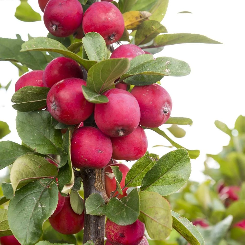 Mar Columnar Appletini, с големи червени и сладки плодове