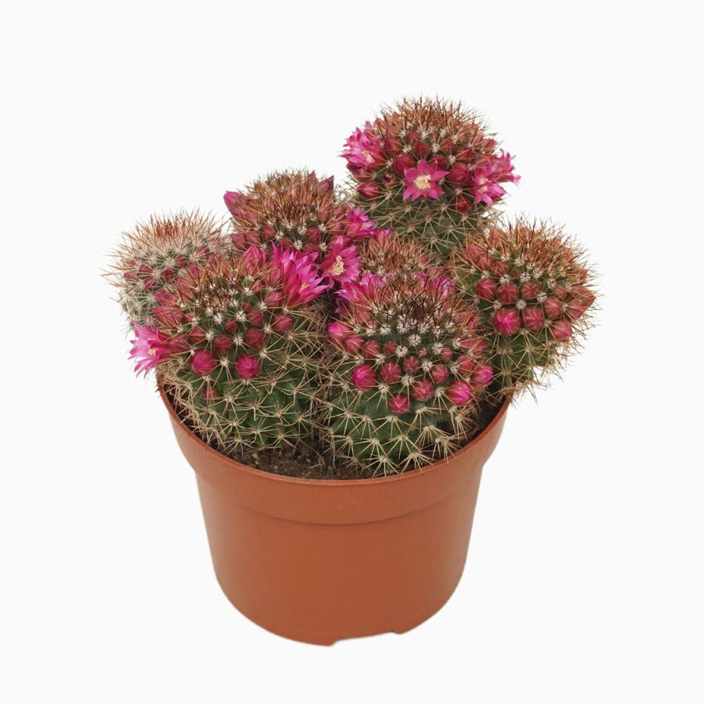 Кактус Mammillaria ernestii albispina, 20-35 см, декоративен, с бели бодли и розови цветове