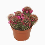 Кактус Mammillaria ernestii albispina, 20-35 см, декоративен, с бели бодли и розови цветове