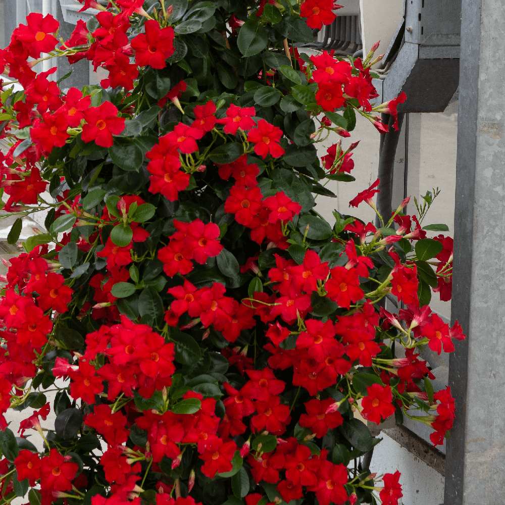 Мандевила Sundaville Red Early Scarlet – катерливо растение с ярко червени цветове