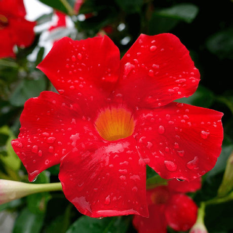 Мандевила Sundaville Red Early Scarlet – катерливо растение с ярко червени цветове