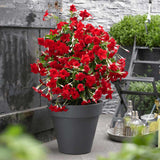 Мандевила Sundaville Red Early Scarlet – катерливо растение с ярко червени цветове