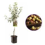 Mar (Malus) Cox's Orange Pippin, cu fructe dulci-acrisor, an 3 pe rod