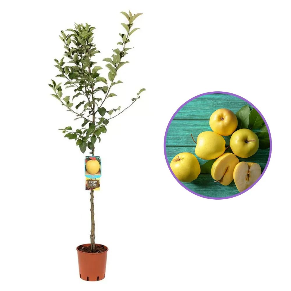 Mar (Malus) Golden Delicious, cu fructe dulci