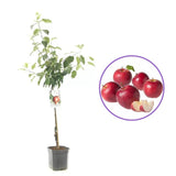 Mar (Malus) Summerred, cu fructe dulci rosii, an 2 pe rod