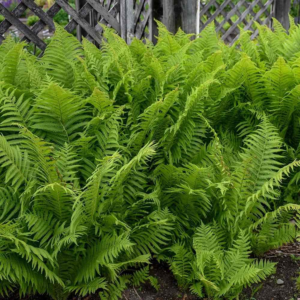 Feriga Uriasa Pana Strutului (Matteuccia Struthiopteris), feriga ornamentala pentru umbra