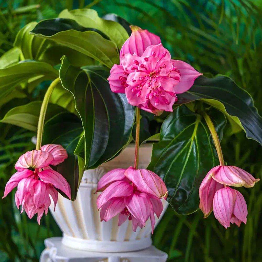 Floarea Regelui Medinilla Magnifica, flori roz pal spectaculoase, planta tropicala exotica, decor luxuriant pentru casa si interior - 70 cm