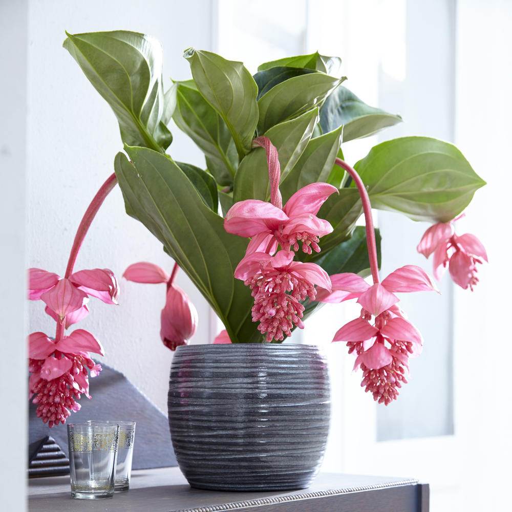 Floarea Regelui Medinilla Magnifica, flori roz pal spectaculoase, planta tropicala exotica, decor luxuriant pentru casa si interior - 70 cm