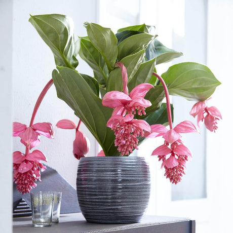 Floarea Regelui Medinilla Magnifica, flori roz pal spectaculoase, planta tropicala exotica, decor luxuriant pentru casa si interior - 70 cm