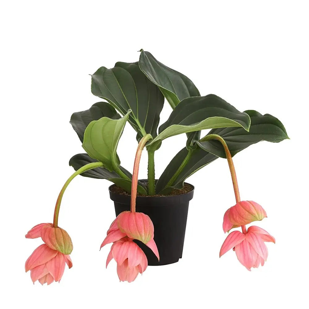 Floarea Regelui Medinilla Magnifica, flori roz pal spectaculoase, planta tropicala exotica, decor luxuriant pentru casa si interior - 70 cm