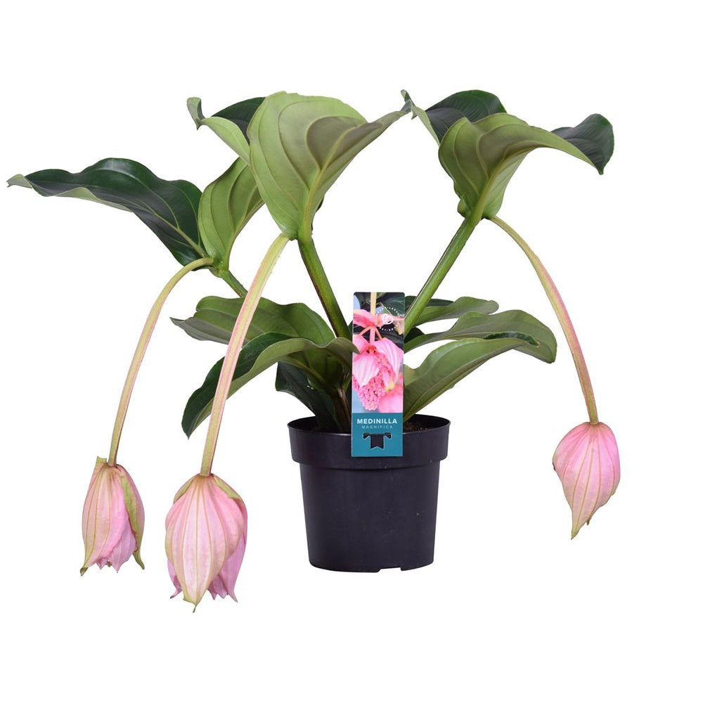 Мединила – Medinilla Magnifica, 50 см, зашеметяващи бледорозови цветове, екзотично тропическо растение