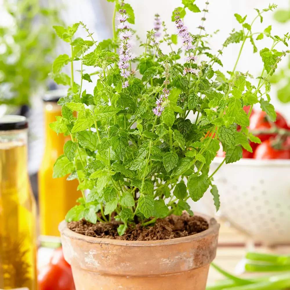 Menta cu aroma de capsuni (Mentha arvensis Strawberry), planta aromatica perena pentru gradina si ghiveci