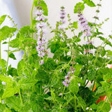 Menta cu aroma de ghimbir (Mentha gracilis Ginger), planta aromatica, perena pentru ceaiuri si gradina