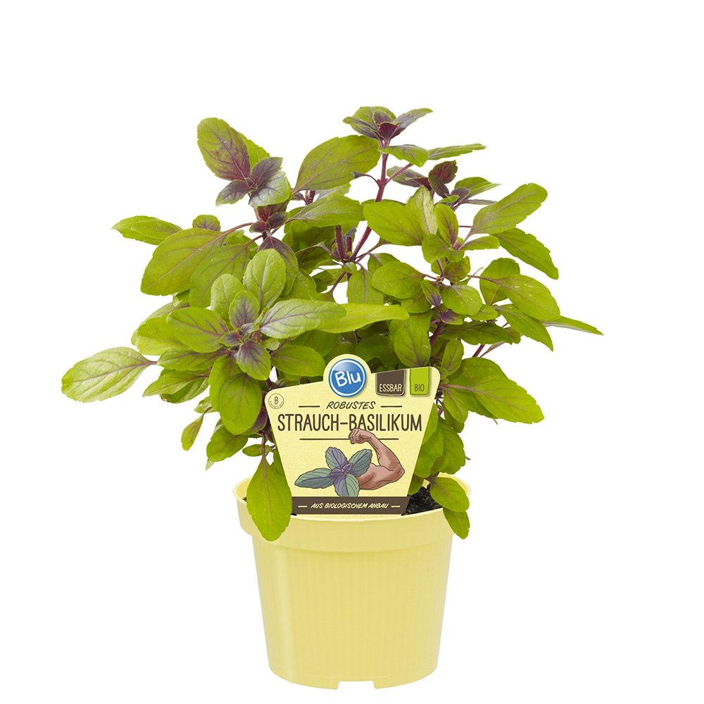 Menta busuioc (Mentha piperita Basilicum), planta aromatica perena pentru gradina si ghiveci