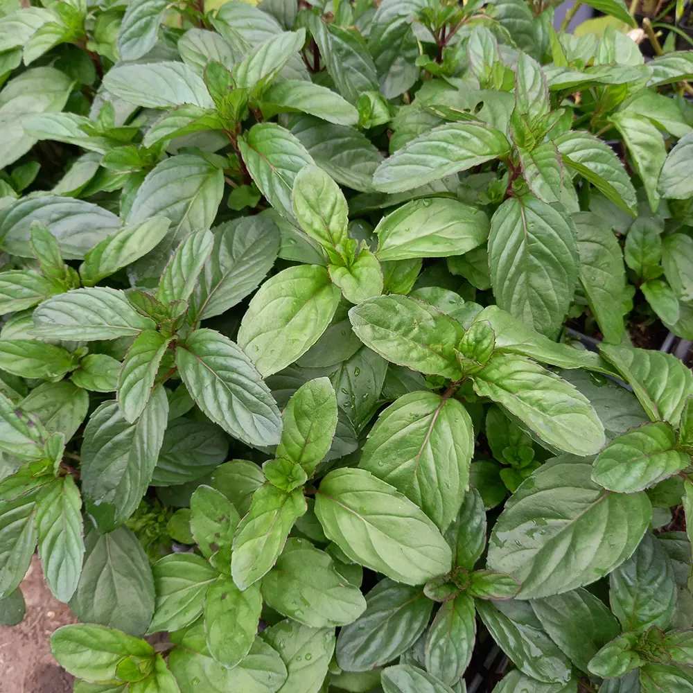 Menta busuioc (Mentha piperita Basilicum), planta aromatica perena pentru gradina si ghiveci
