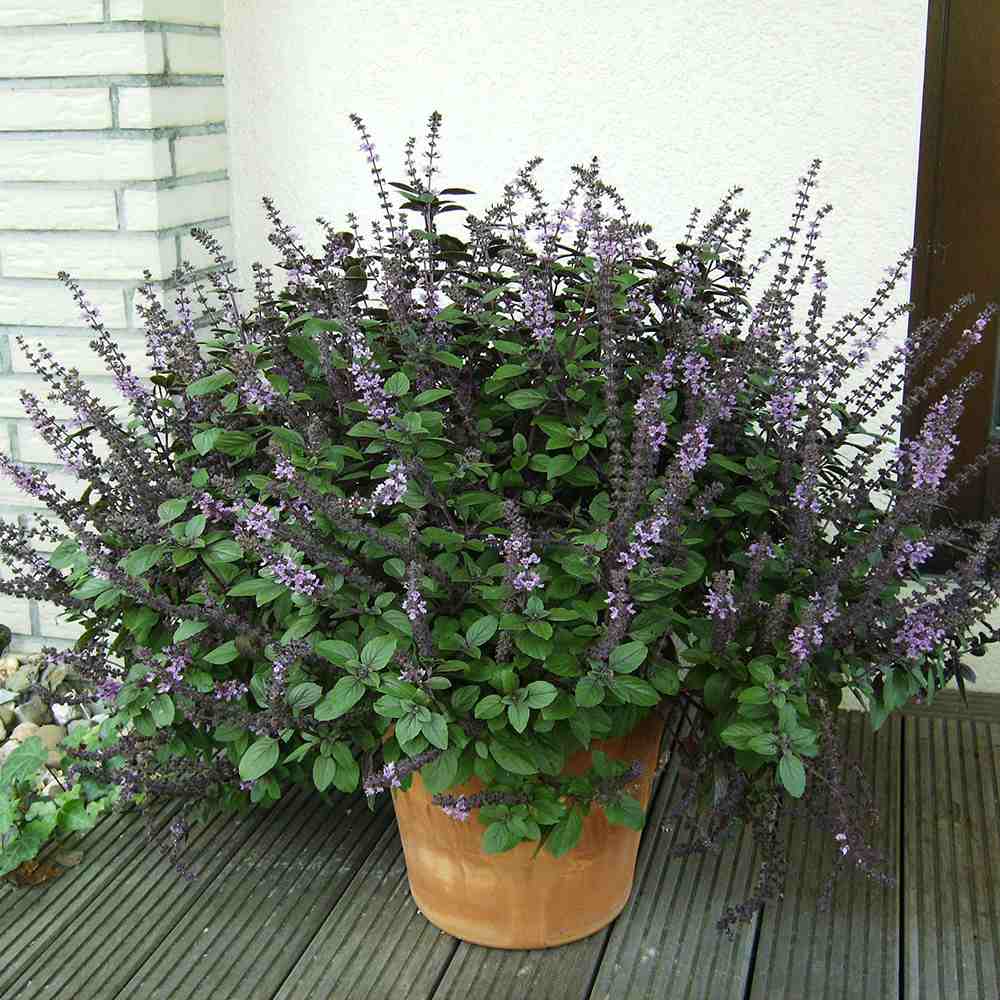 Menta busuioc (Mentha piperita Basilicum), planta aromatica perena pentru gradina si ghiveci