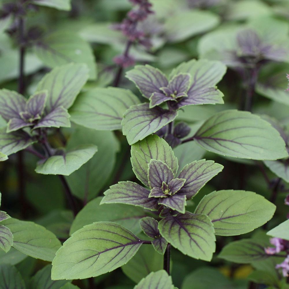 Menta busuioc (Mentha piperita Basilicum), planta aromatica perena pentru gradina si ghiveci