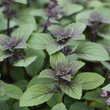 Menta busuioc (Mentha piperita Basilicum), planta aromatica perena pentru gradina si ghiveci