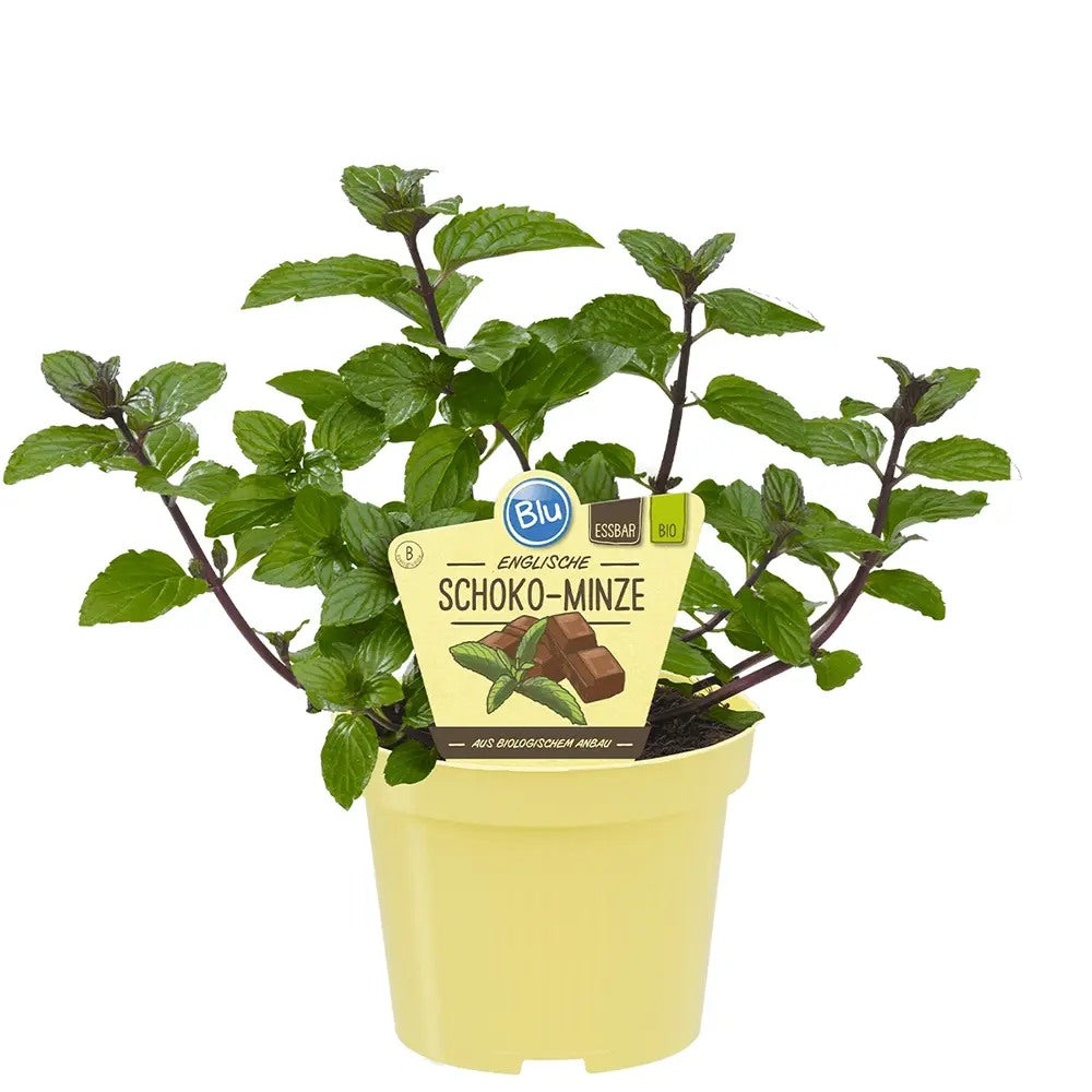Menta ciocolatie (Mentha piperita Chocolate), planta aromatica perena pentru ceaiuri si deserturi