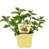 Menta ciocolatie (Mentha piperita Chocolate), planta aromatica perena pentru ceaiuri si deserturi