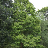 Arborele Sequoia Metasequoia Glyptostroboides