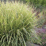 Iarba Elefantului (Miscanthus Sinensis) Golden Breeze, iarba ornamentala cu frunzis auriu si spice elegante, crestere rapida
