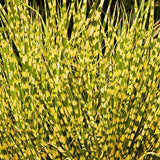 Iarba Elefantului (Miscanthus Sinensis) Golden Breeze, iarba ornamentala cu frunzis auriu si spice elegante, crestere rapida
