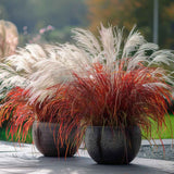 Iarba Elefantului (Miscanthus Sinensis) Dronning Ingrid, iarba ornamentala cu spice albe si frunzis rosiatic toamna, crestere rapida