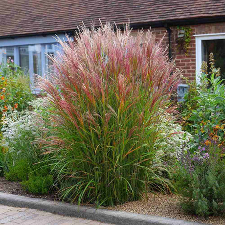Iarba Elefantului (Miscanthus Sinensis) Red Chief, iarba ornamentala cu spice rosiatice si frunzis elegant pentru gradini moderne, crestere rapida