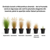 Iarba Elefantului (Miscanthus Sinensis) Dronning Ingrid, iarba ornamentala cu spice albe si frunzis rosiatic toamna, crestere rapida