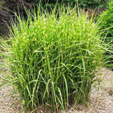 Iarba Elefantului (Miscanthus Sinensis) Little Zebra