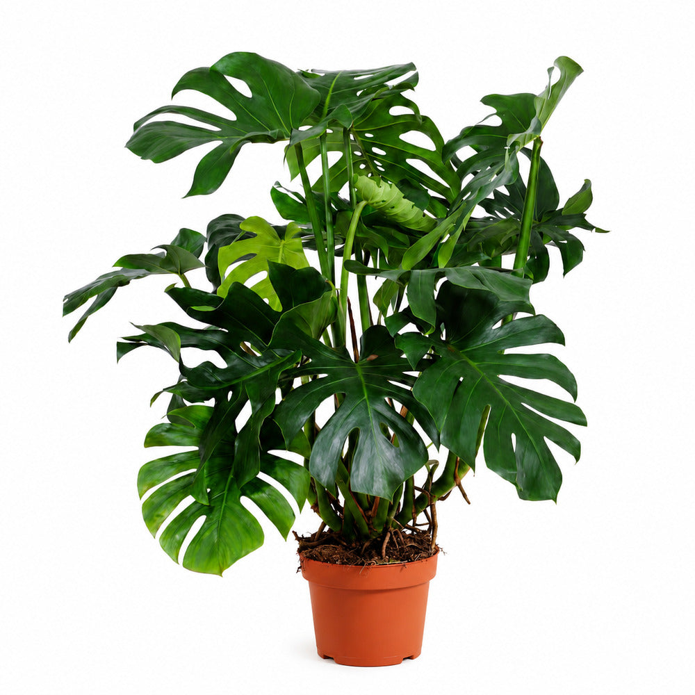 Монстера – Monstera Deliciosa 150 см, тропически перфорирани листа, лесна за отглеждане
