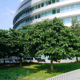 Dud Ornamental Alb (Morus platanifolia),  cu frunze mari palmate de platan, pom fructifer ornamental cu coroana larga, de umbra