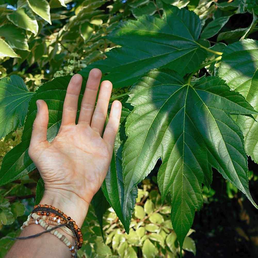 Dud Ornamental Alb (Morus platanifolia),  cu frunze mari palmate de platan, pom fructifer ornamental cu coroana larga, de umbra
