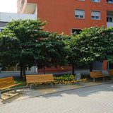 Dud Ornamental Alb (Morus platanifolia),  cu frunze mari palmate de platan, pom fructifer ornamental cu coroana larga, de umbra