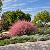 Декоративна трева розово-пурпурна Texas (Muhlenbergia Capillaris)