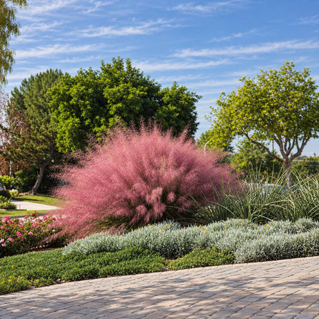 Декоративна трева розово-пурпурна Texas (Muhlenbergia Capillaris)