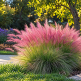 Декоративна трева розово-пурпурна Texas (Muhlenbergia Capillaris)
