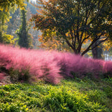 Декоративна трева розово-пурпурна Texas (Muhlenbergia Capillaris)