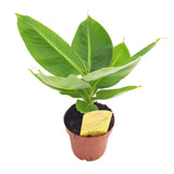 Bananier (Musa Tropicana), 35-40 cm, frunze tropicale mari si vibrante pentru un interior exotic