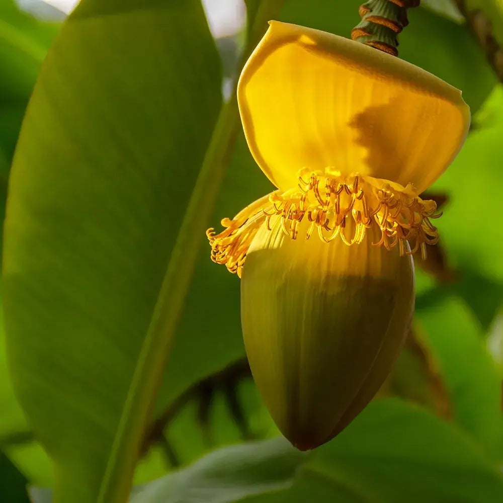 Японски банан (Musa Basjoo), 90-100 см, студоустойчив, издържа до -10°C, идеален за градина или интериор