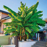 Японски банан (Musa Basjoo), 90-100 см, студоустойчив, издържа до -10°C, идеален за градина или интериор
