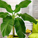 Японски банан (Musa Basjoo), 90-100 см, студоустойчив, издържа до -10°C, идеален за градина или интериор