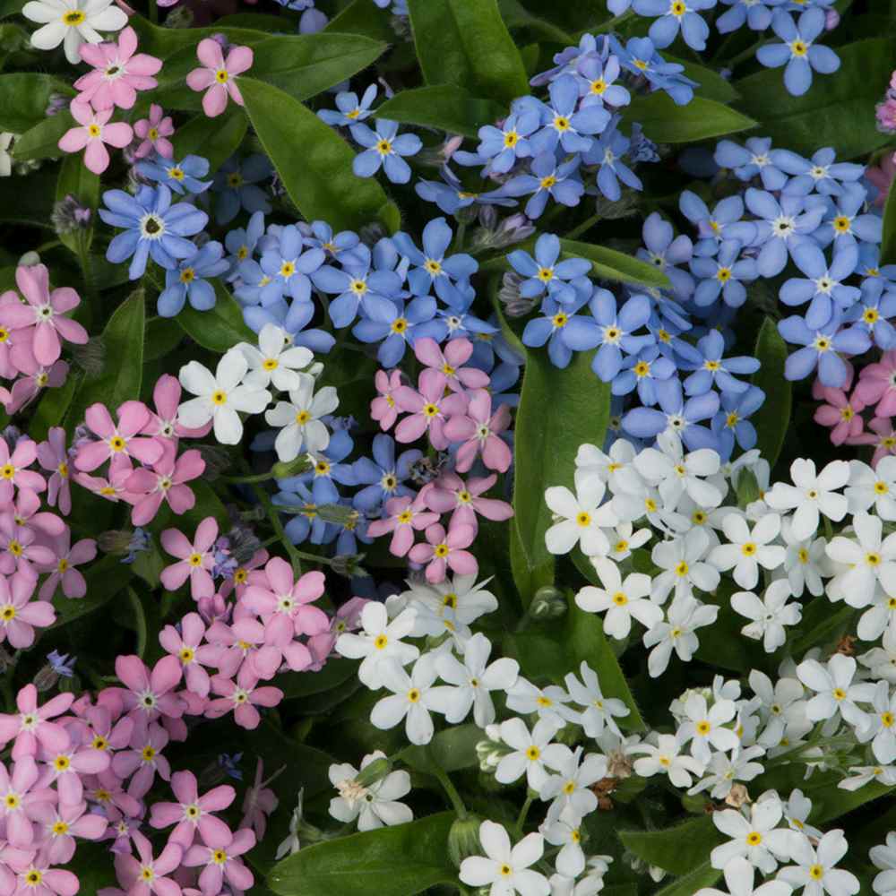 Незабравка Tricolor – Myosotis Trio, три цвята в един храст, пролетно цъфтящо растение