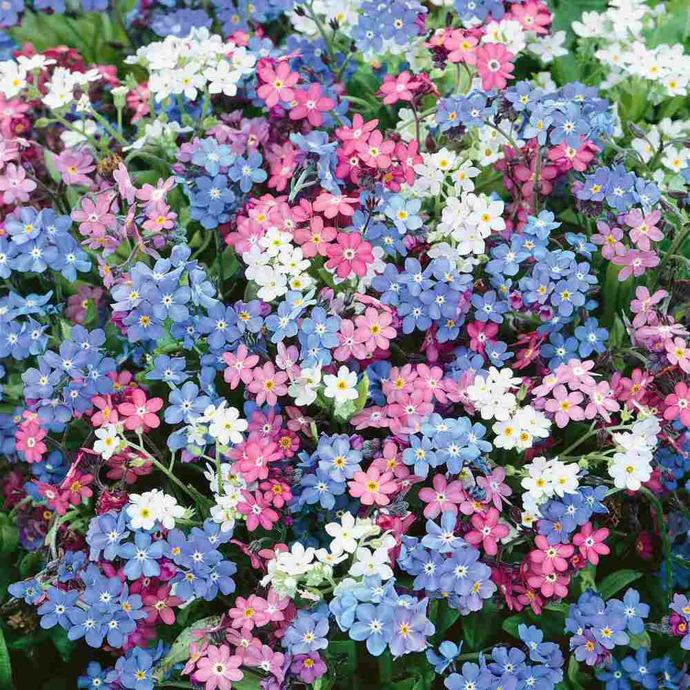 Незабравка Tricolor – Myosotis Trio, три цвята в един храст, пролетно цъфтящо растение