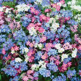 Незабравка Tricolor – Myosotis Trio, три цвята в един храст, пролетно цъфтящо растение