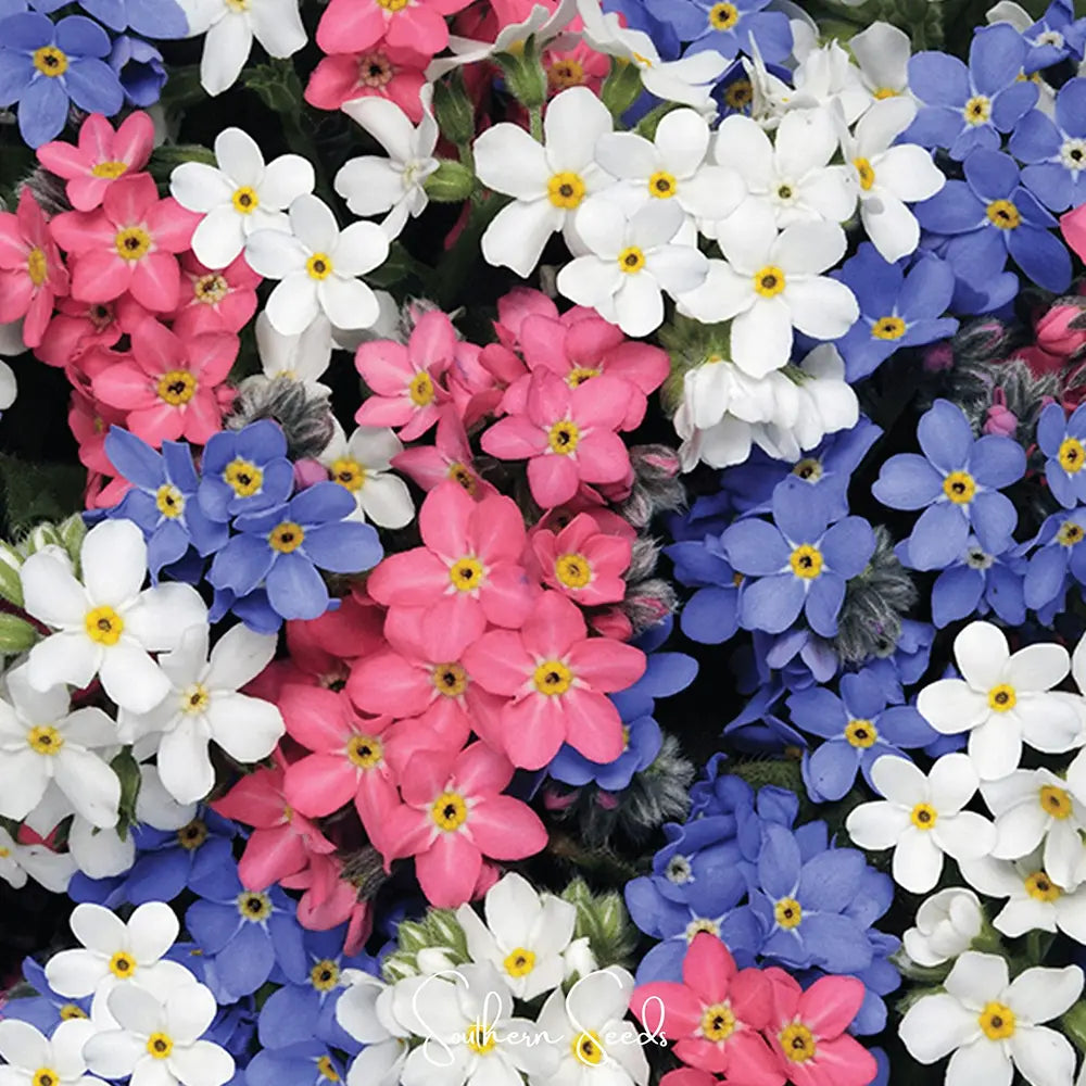 Незабравка Tricolor – Myosotis Trio, три цвята в един храст, пролетно цъфтящо растение