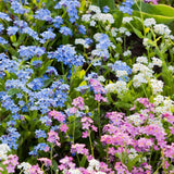 Незабравка Tricolor – Myosotis Trio, три цвята в един храст, пролетно цъфтящо растение